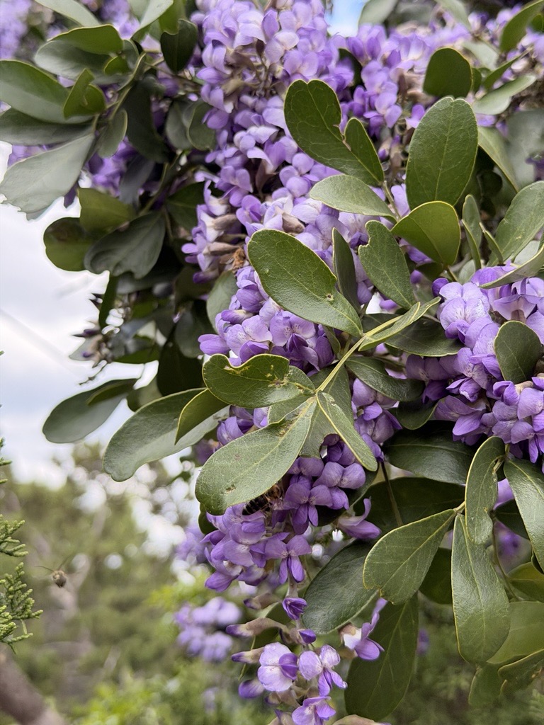 Texas A&M Forest Service tweet media