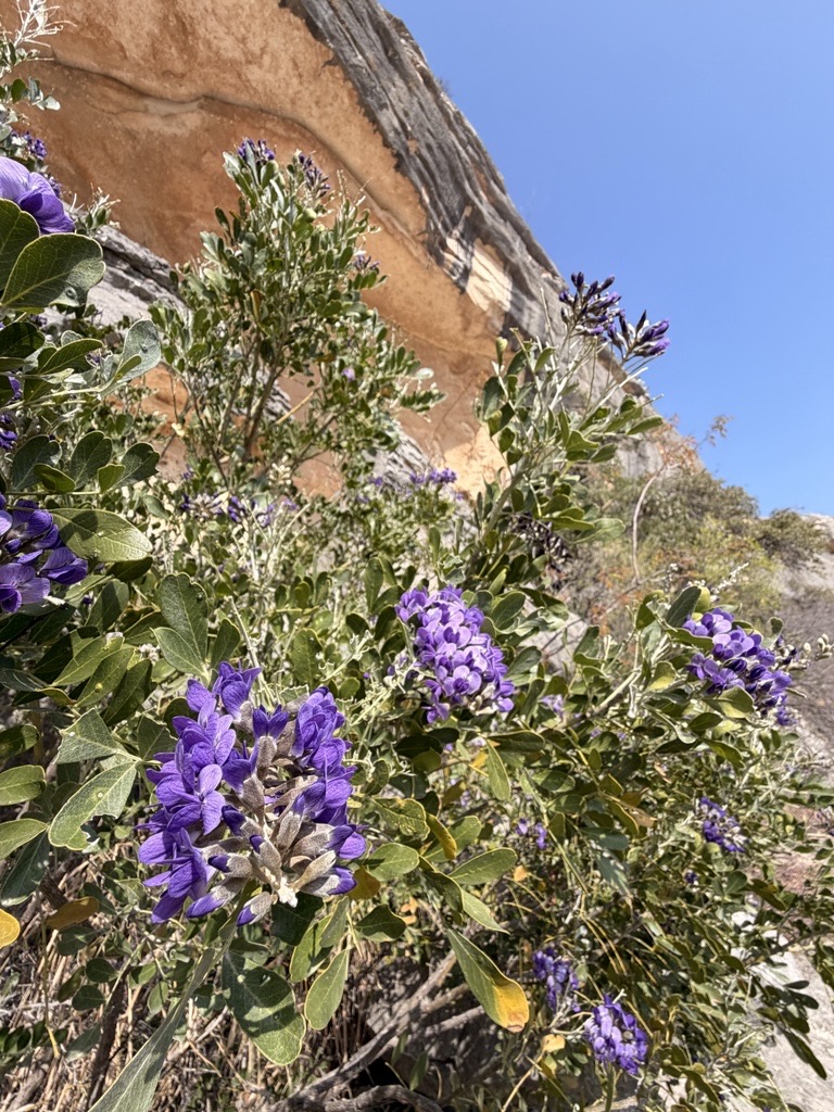 Texas A&M Forest Service tweet media