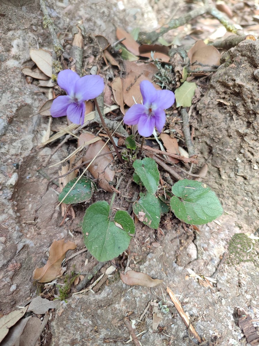 CdaVallsAneu's tweet photo. 5/6 El que sí us podem dir és que després a les #vallsdÀneu ja hi ha els primers senyals d'una #primavera que es prepara... La setmana passada van arribar els #roquerols #PtyonoprogneRupestris, el #MilàReial #MilvusMilvus i ja vam veure les primeres #violetes florides #ViolaAlba https://t.co/eysJMIEDR6