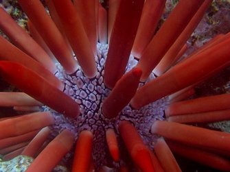 NOAA Coral Program tweet media