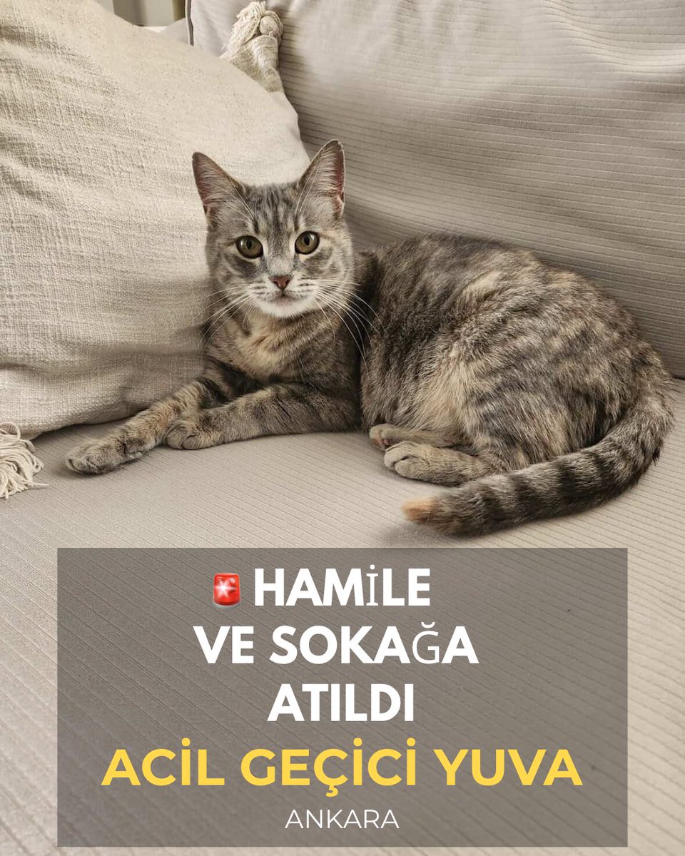 patiye_umut's tweet photo. 🚨 HAMİLE VE SOKAĞA ATILDI

Doğurmak üzereyken evinden çıkarıldı.
Şimdi yavrularını sokakta dünyaya getirmek üzere.

💔 Sokakta doğan yavruların çoğu hayatta kalamıyor.

Lütfen biri kapısını açsın…
En azından doğurana kadar.

👇 https://t.co/Yj1Kh9OsVS
