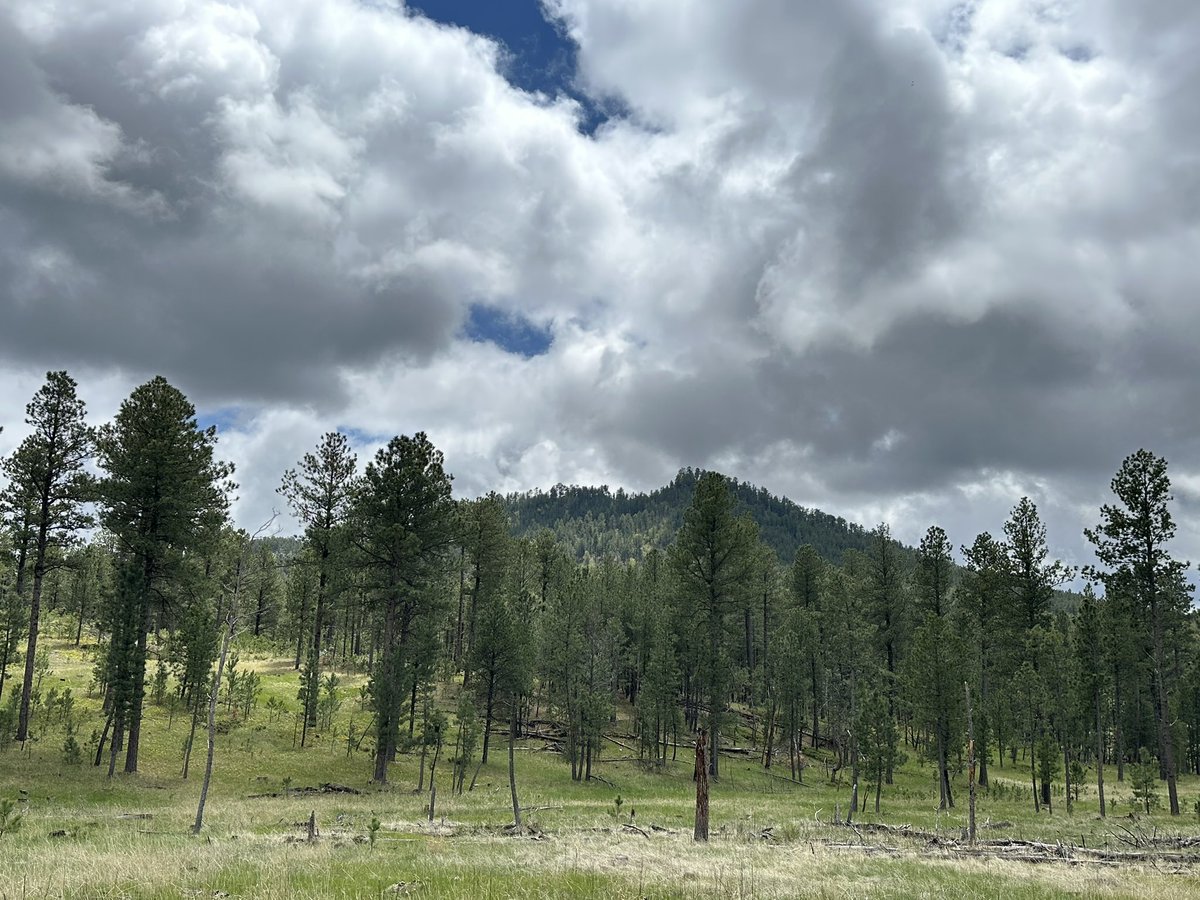HikingLawyer's tweet image. Last May, I spent 4 days backpacking in South Dakota, including the Southern Section of the Centennial Trail.  The transformation from the rolling hills of Wind Cave NP to the pinnacles of Custer in the Black Hills was magic.

#backpacking #hike #outdooradventures