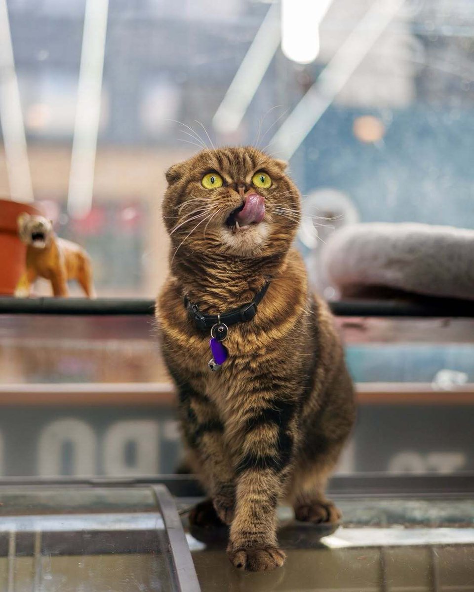 _bodegacatsofny's tweet photo. Bodega Cats of New York
Photo by Gulce Kilkis
Book arrives October 2026 https://t.co/v303cUpUj7