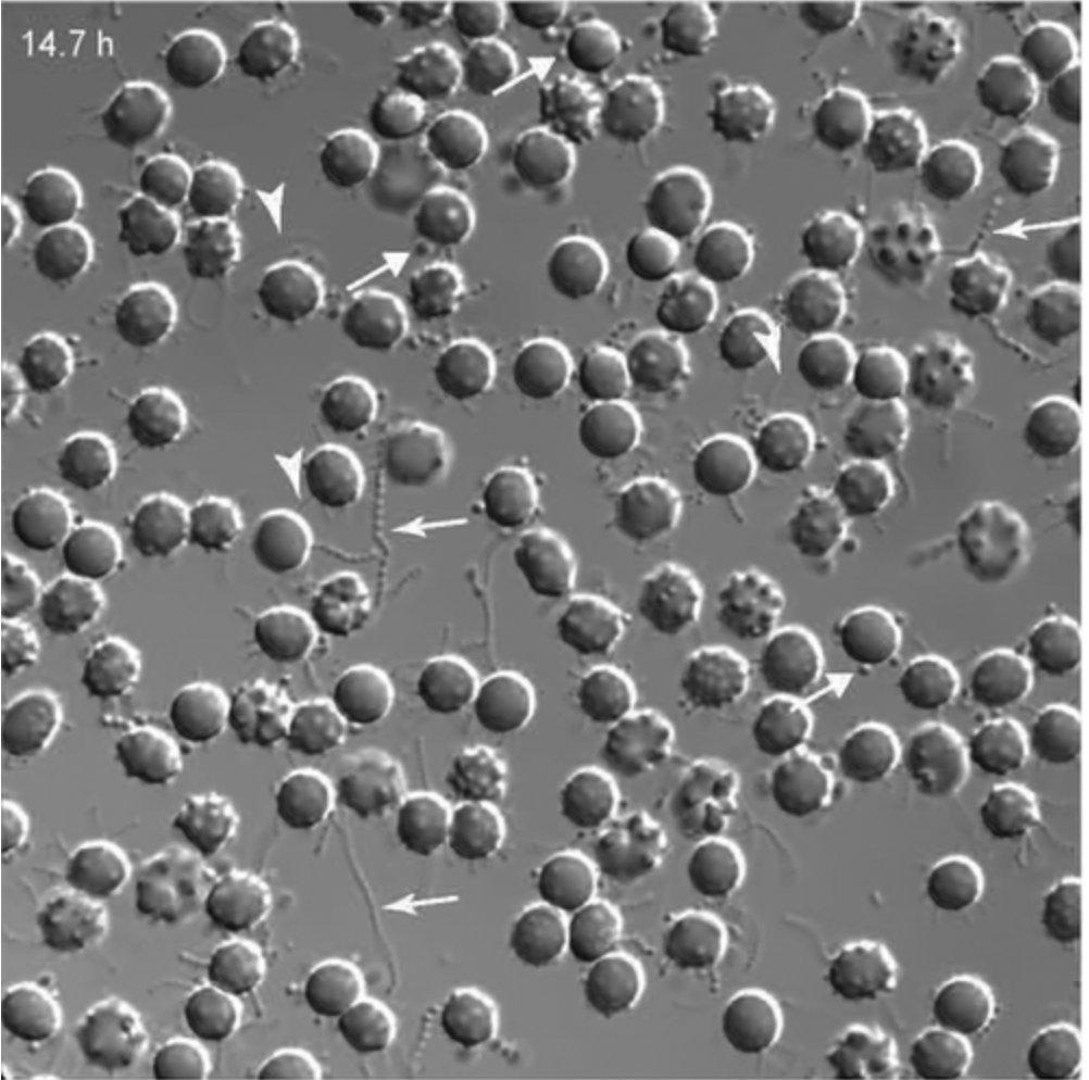 JournalofMicroscopy tweet media