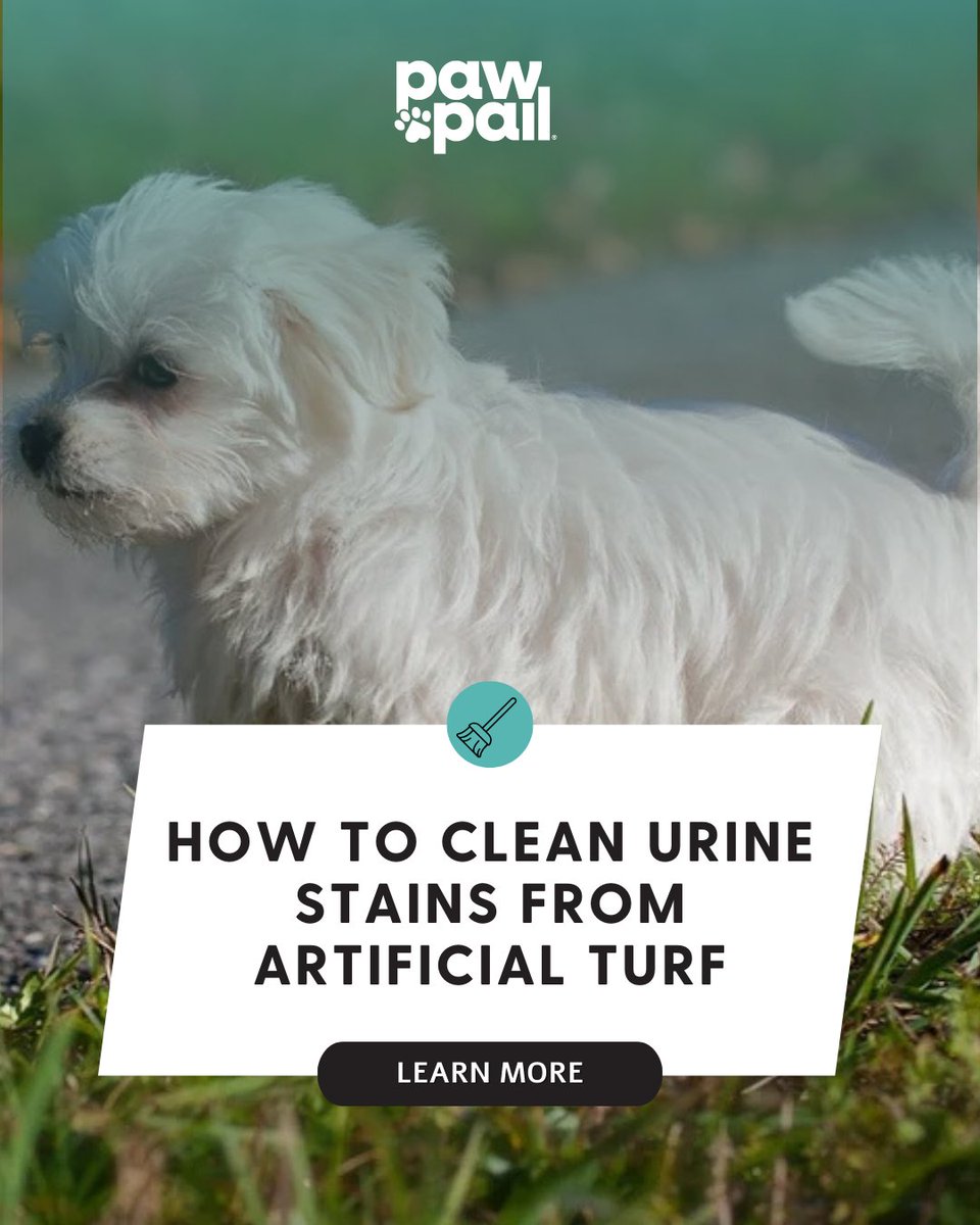 While synthetic turf is famously durable and low-maintenance, pet urine presents a specific challenge that requires more than just a quick rinse. 

Learn more: pawpail.com/blogs/pet-hygi…

#artificialturf #syntheticturf