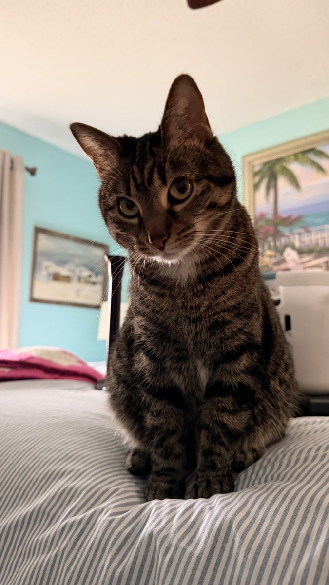 forevergoogie's tweet photo. update from me and kitkat: hi https://t.co/j37jB2nsTU