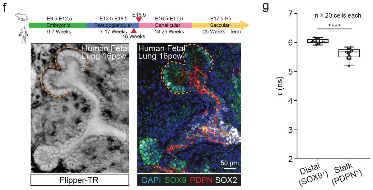 Spirochrome tweet media