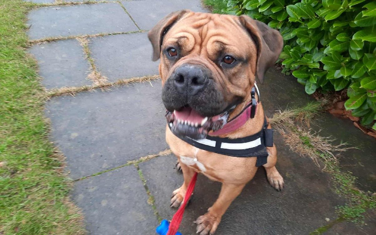 Leia 4 yr old Bullmastiff, can live with teenagers in pet free home, all info here
findapet.scottishspca.org/pet-single.htm…  <a href="/karen73984451/">karen</a>