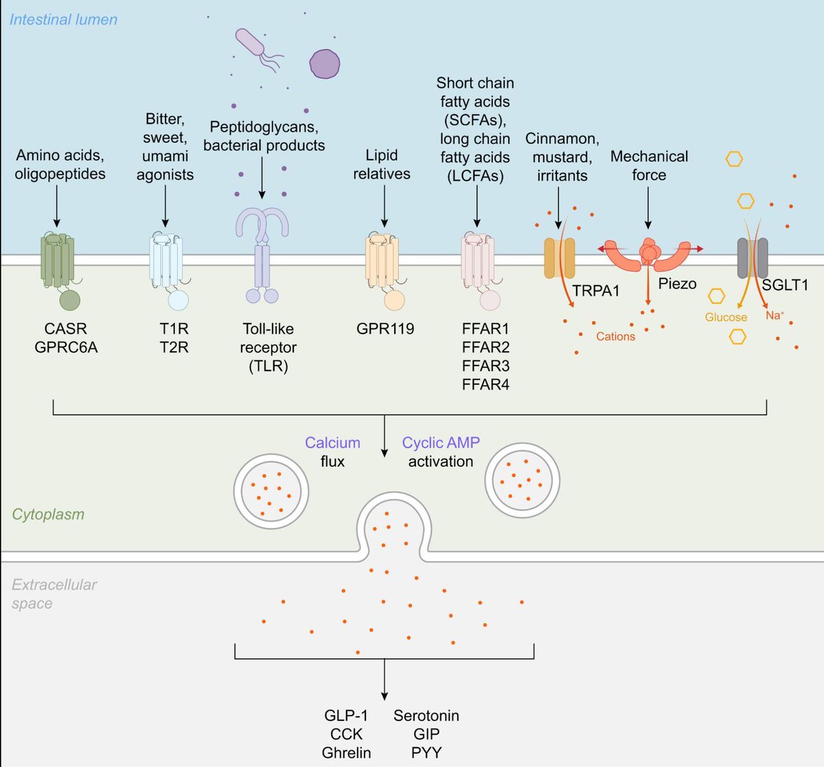 Prof. Kevin J. Tracey, MD tweet media