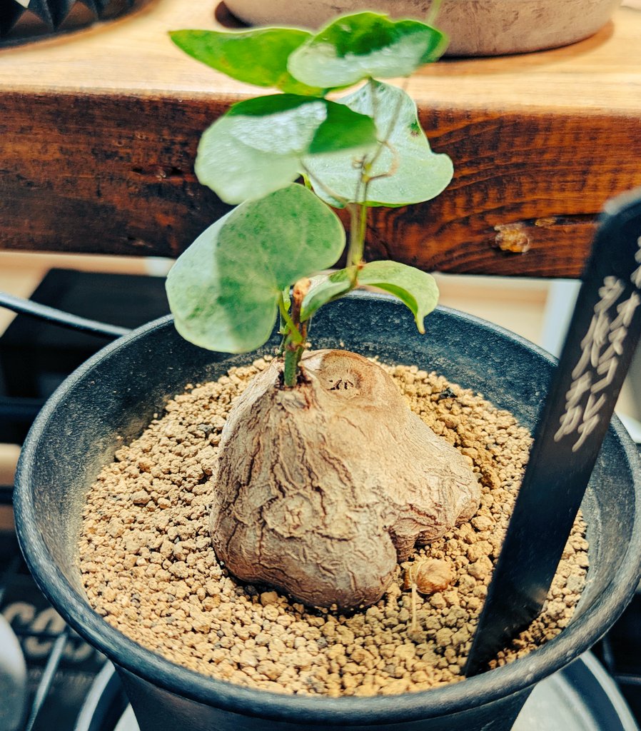 OG_utautai's tweet photo. 早々に花を咲かせようとしているグラキリスさんと、少し前にお迎えした珍妙な草と面白い本を載せておきます。 https://t.co/hT0xXOiy0a