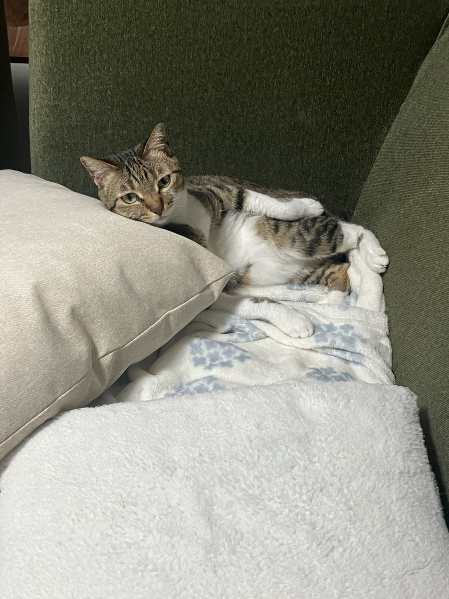 M H にゃんずと息子 H H tweet media
