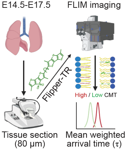 Spirochrome tweet media