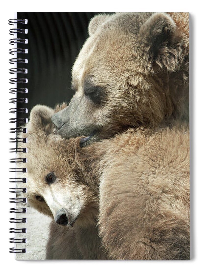 shonna99784's tweet photo. Grizzly Bears in a Tender Embrace - Spiral Notebook https://t.co/HG6NbitSQI
#GrizzlyBears #TenderEmbrace #UrsusArctosHoribilis #Bears #Affection #SpiralNotebook #Gifts #GiftIdeas #ShonnaHawkinsPhotography https://t.co/T2TSxcBVDg