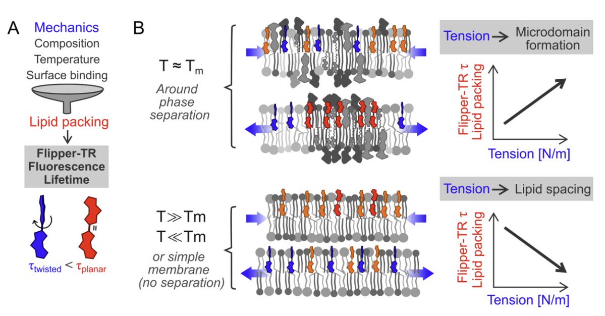 Spirochrome tweet media
