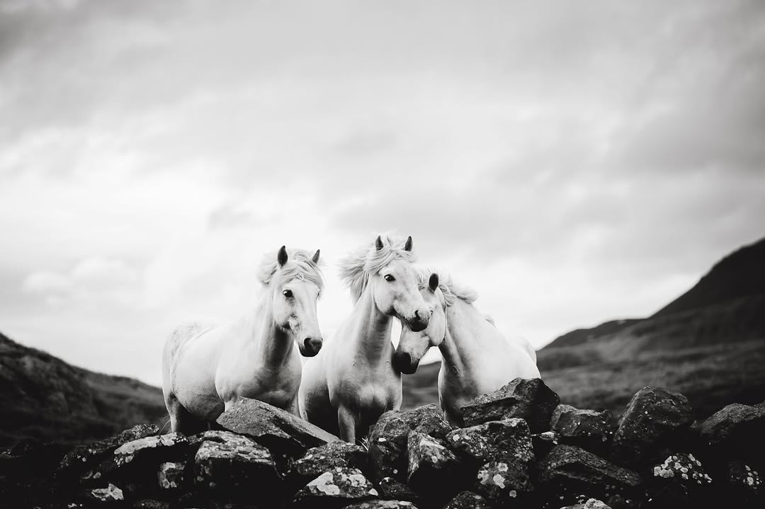 linaimages615's tweet photo. Besides outstanding locations and motives, our recent equine photography portfolio weekend was full of incredible stories and Icelandic history:
In these photos Gamli Gráni (on the left) and the two brothers Galdur &amp; Strengur are posing in an old tra... https://t.co/q9aUiHLrcQ