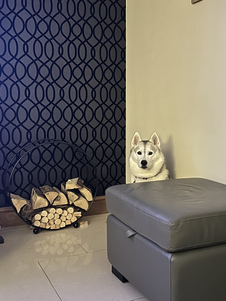 Meika the Mischievous Husky 🐶💜 tweet media