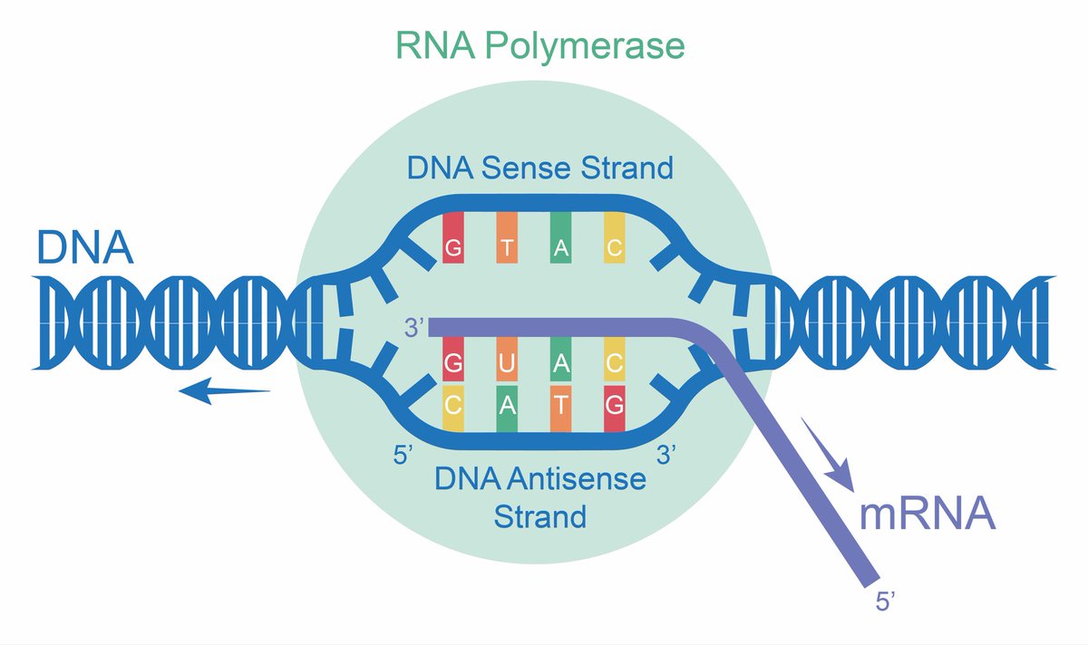 The image shows the process of transcription, in which genetic information stored in DNA is copied into messenger RNA (mRNA). In this process, the enzyme RNA polymerase binds to a section of DNA and opens the double helix, forming a small region where the strands separate. One of