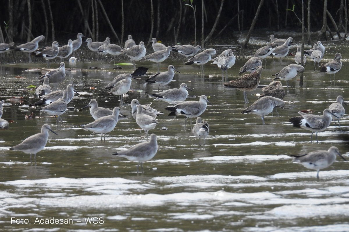 WCS Colombia 💚 tweet media