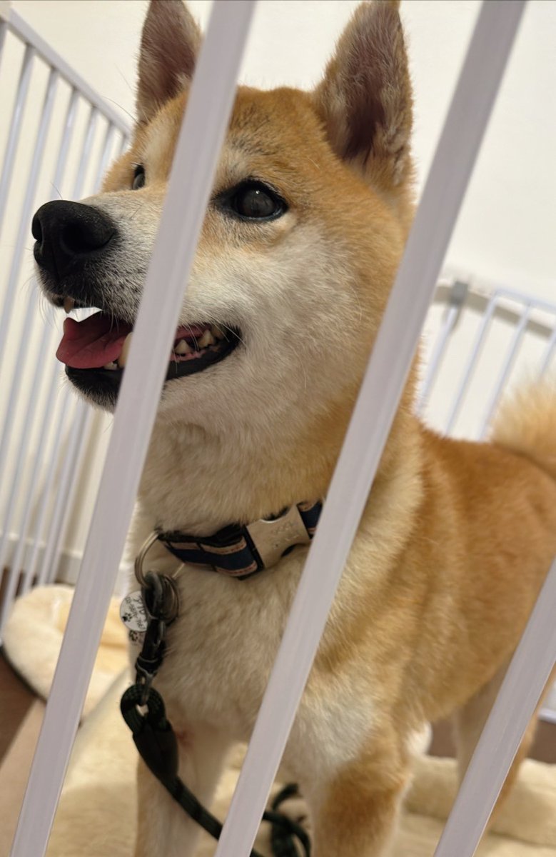 misa_bocchi's tweet photo. 実は…保護犬をお迎えしました❣️

推定7、8歳の柴犬🥺

一緒にいられる時間は短いけど、そのぶん楽しい思い出をたくさん作りたいです✨️ https://t.co/7eFTgYArxD