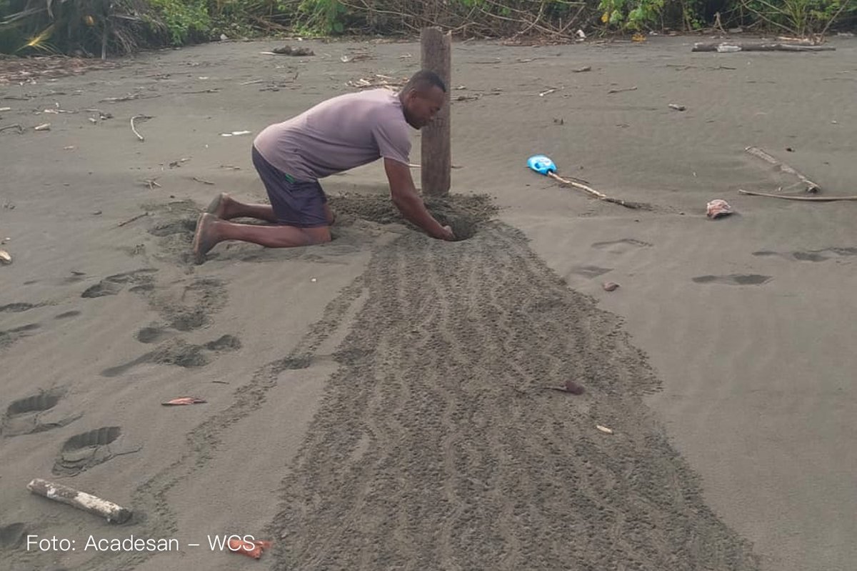 WCS Colombia 💚 tweet media