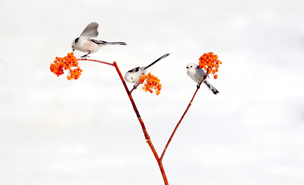 MichaelTimWang's tweet photo. 现实版的花鸟图真是令人赏心悦目！Birds and flowers. https://t.co/jexUzb4YYs