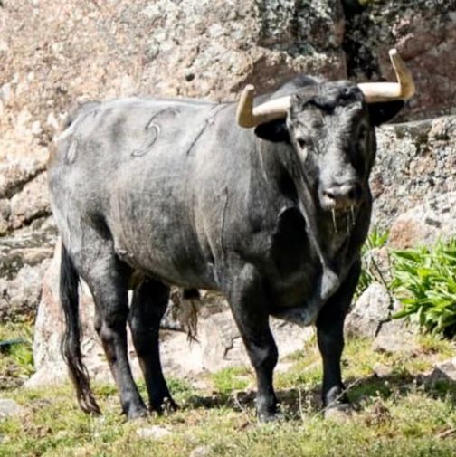 📝 CARTELES

👉 Feria Taurina de El Molar 2026
chicuelinasytafalleras.com/actualidad/fer…