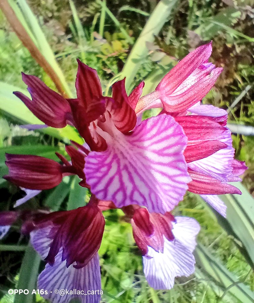 Preziosa
       spontaneità..