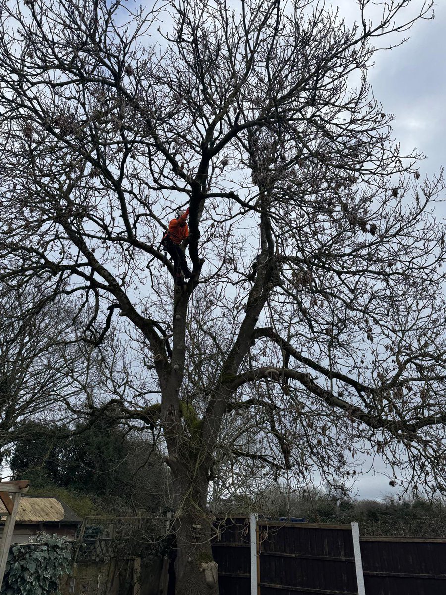 ArielTreeCare's tweet photo. Crown lift and thin of an ash tree, removal of  epicormic growth and deadwood.

https://t.co/52nBMrOpvO https://t.co/I4tVgMIOqd