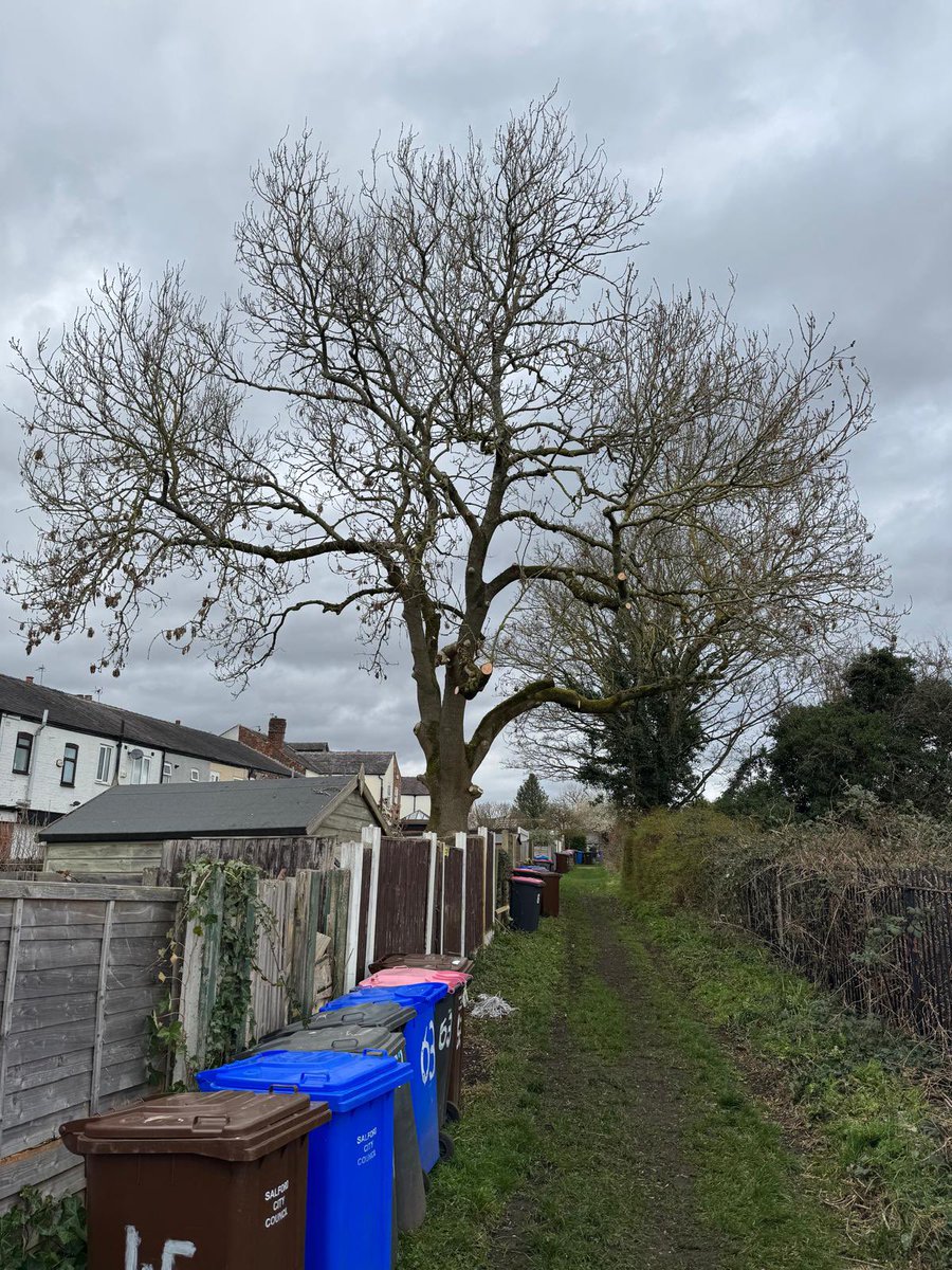 ArielTreeCare's tweet photo. Crown lift and thin of an ash tree, removal of  epicormic growth and deadwood.

https://t.co/52nBMrOpvO https://t.co/I4tVgMIOqd