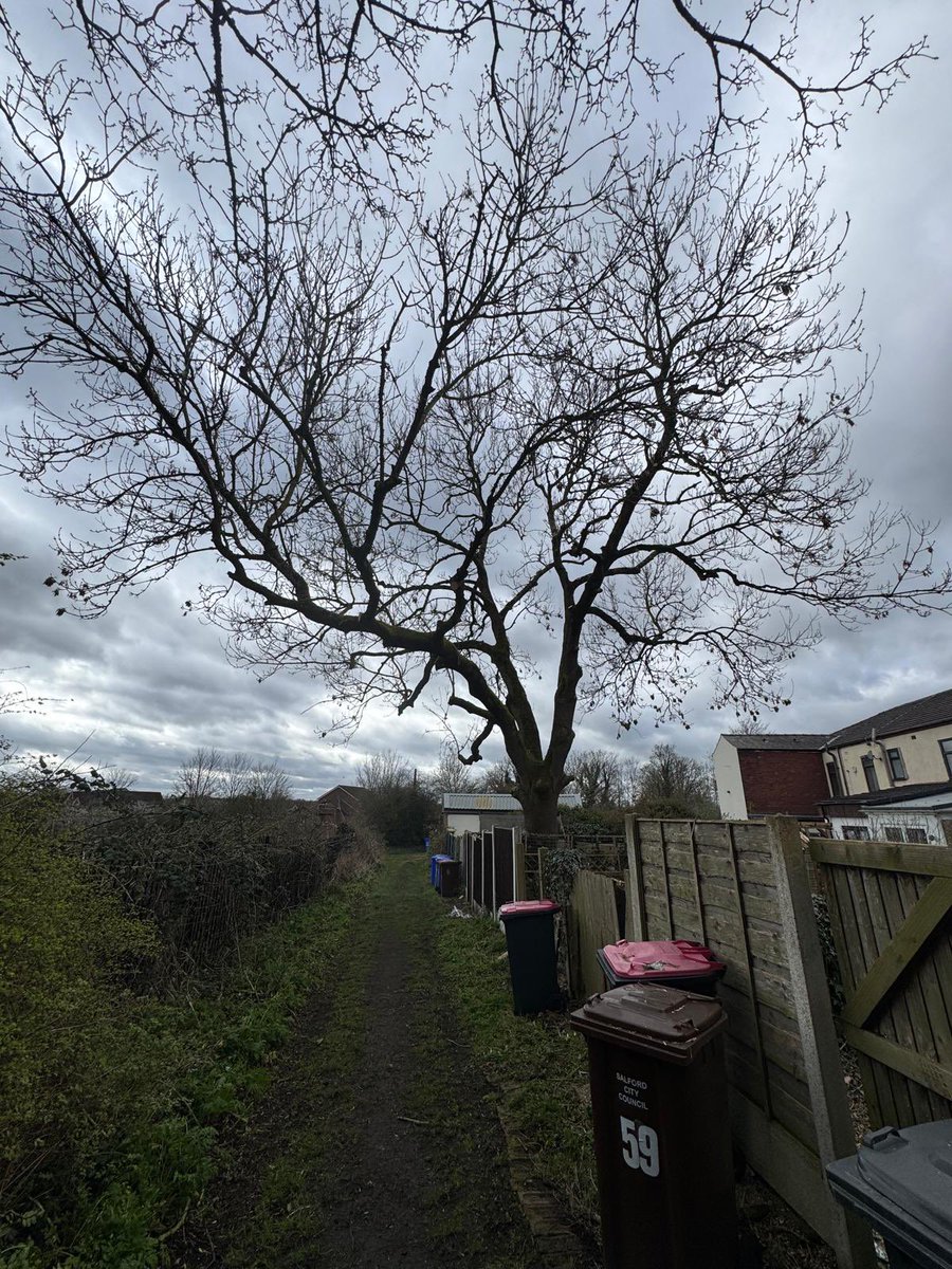 ArielTreeCare's tweet photo. Crown lift and thin of an ash tree, removal of  epicormic growth and deadwood.

https://t.co/52nBMrOpvO https://t.co/I4tVgMIOqd