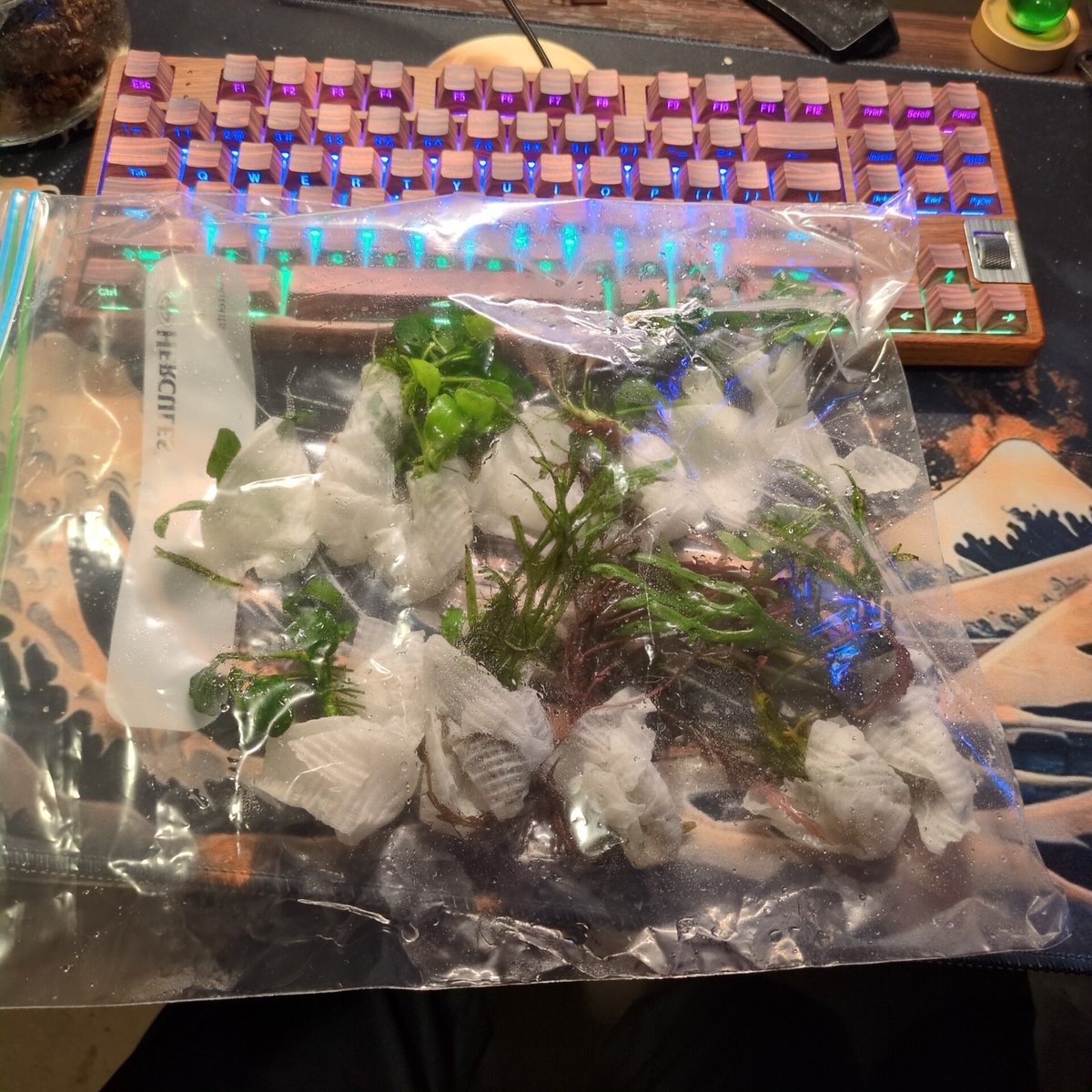 Praeliator tweet media