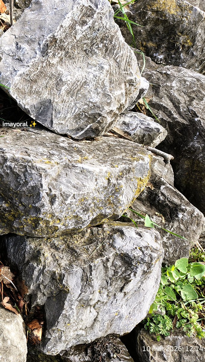 👁️‍🗨️ 🄸🅅🄰🄽🄺🄰 tweet media