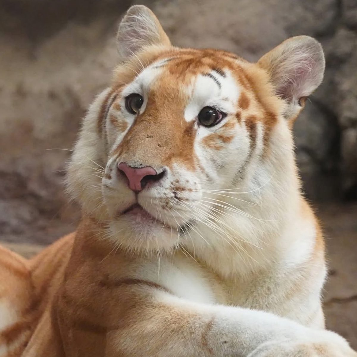 Indie5051's tweet photo. Un tigre en un santuario de Tailandia encanta a los internautas con sus adorables ojos. https://t.co/T9VOjyXV6L