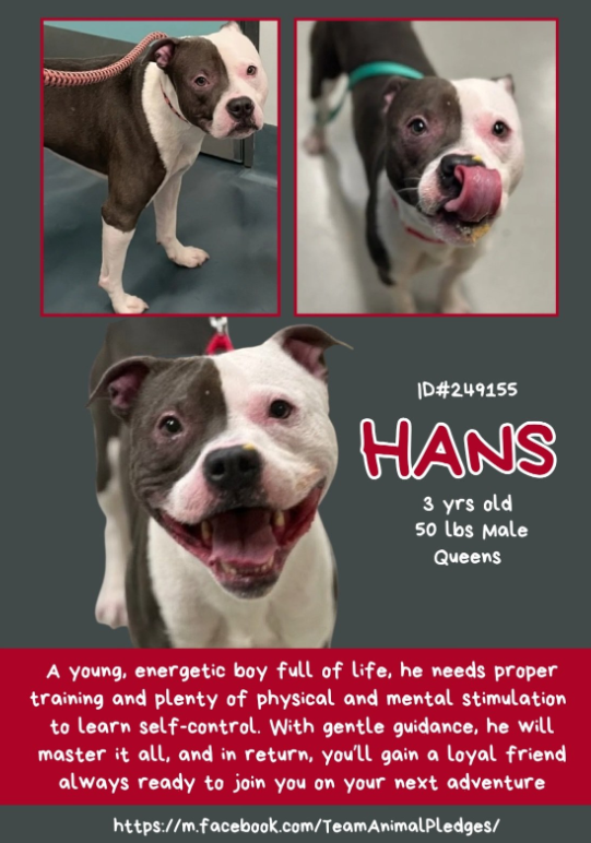 NMBewitched's tweet image. Hans💔😍
#NewDogontheBlock 
nycacc.app/#/browse/249155 
#AdoptMe 

1st Thank you to the Staff member who made Hans smile, what a gorgeous😊😃

Hans prefers slow intros, warms up quick w/ peanut butter &amp;amp; spray cheese. 
Curious boy, would love to have a safe place to play, walkies &amp;amp;