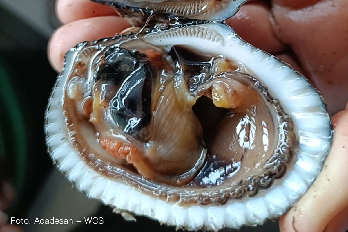 WCS Colombia 💚 tweet media