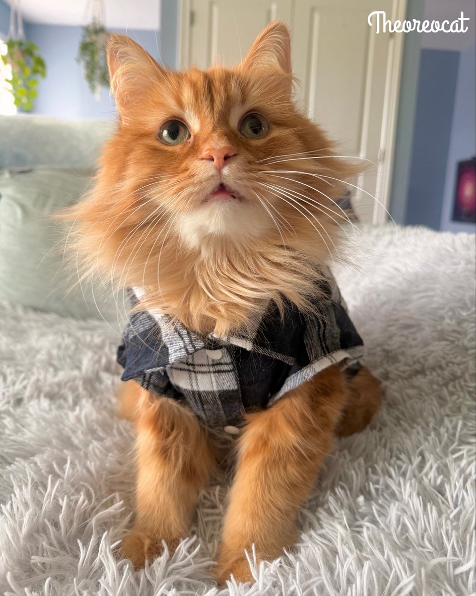 The Oreo Cat tweet media