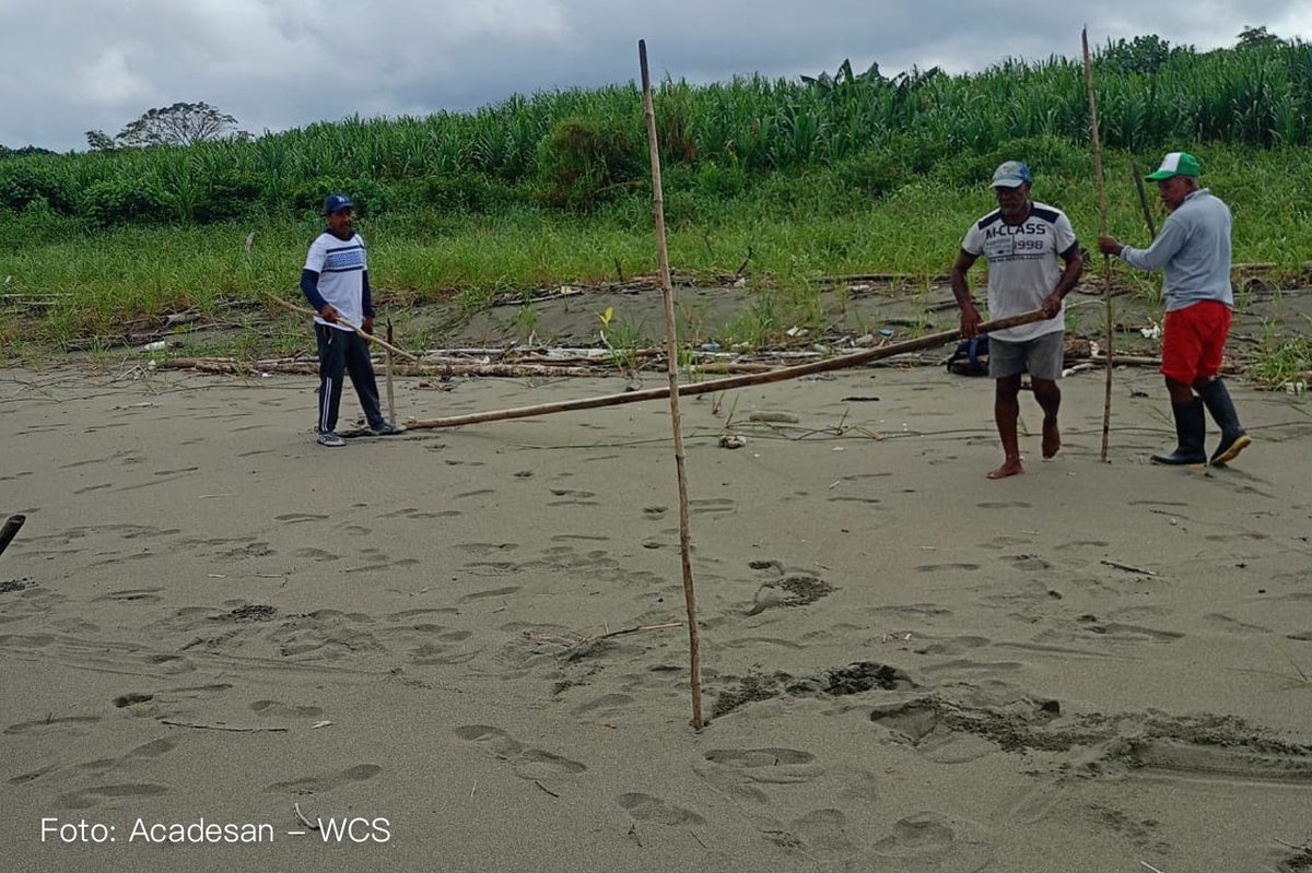 WCS Colombia 💚 tweet media