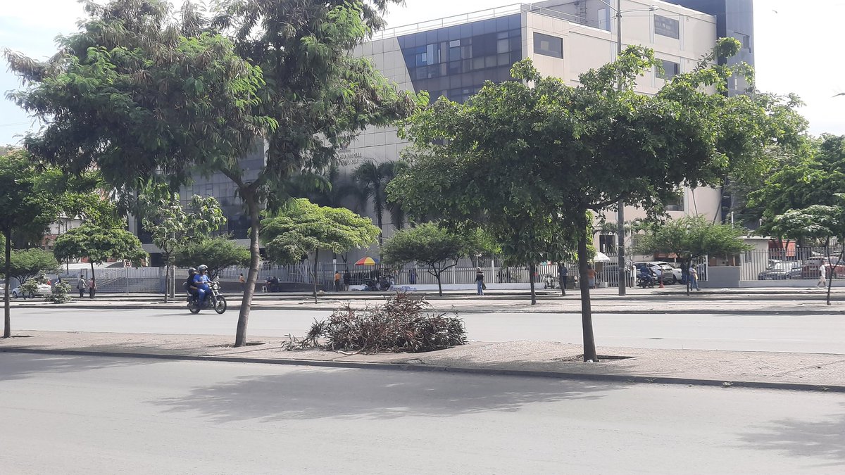 andreacueva78's tweet photo. @parquesgye @181Responde ramas secas de árbol ubicado en Av. 25 de Julio parterre norte sur, frente a Consejo Judicatura Valdivia https://t.co/QbRbwbce09
