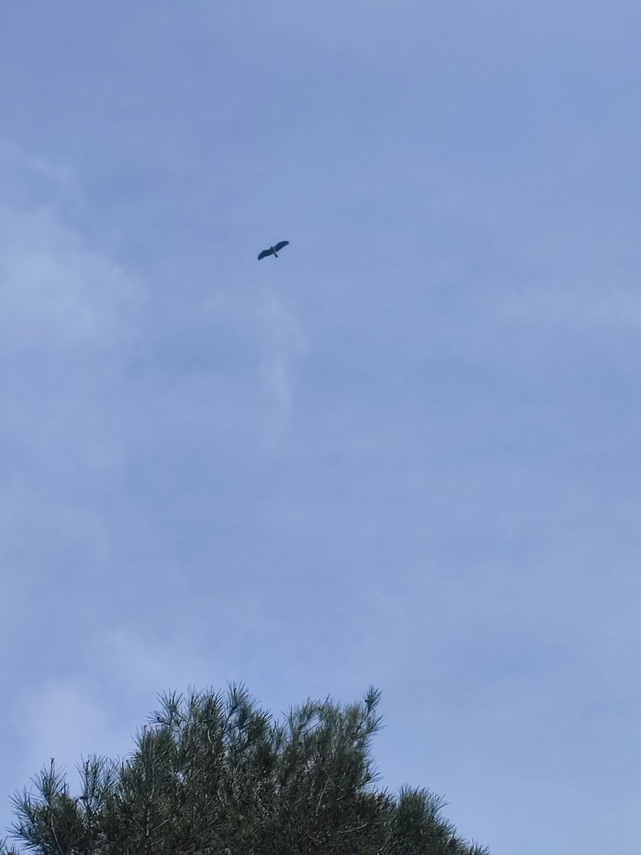 Daniel Macia Marti tweet media