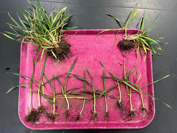 K-State Agronomy tweet media