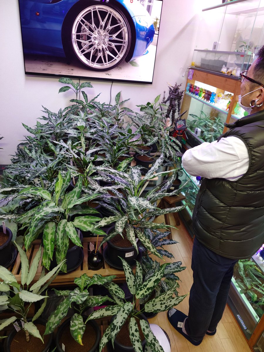 いちご屋 in Day tweet media