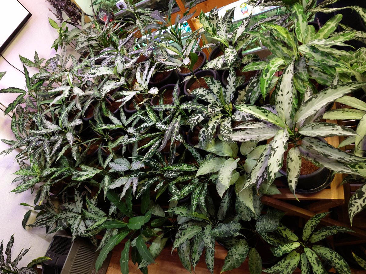 いちご屋 in Day tweet media