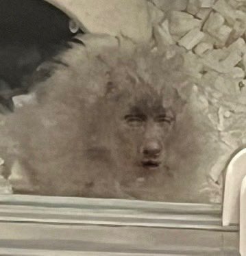 豆シヴァ tweet media