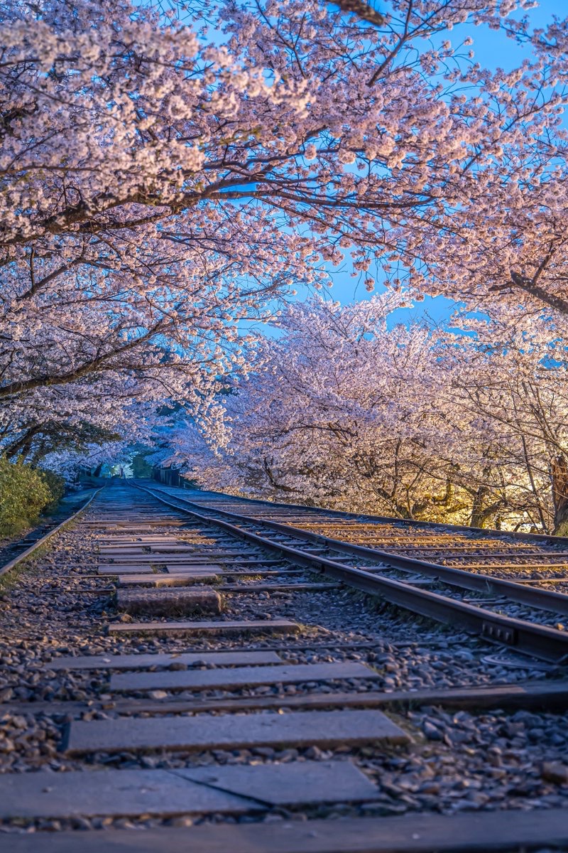 夜明け前の蹴上インクラインの桜。
桃源郷へと続くような桜のトンネルだった。
