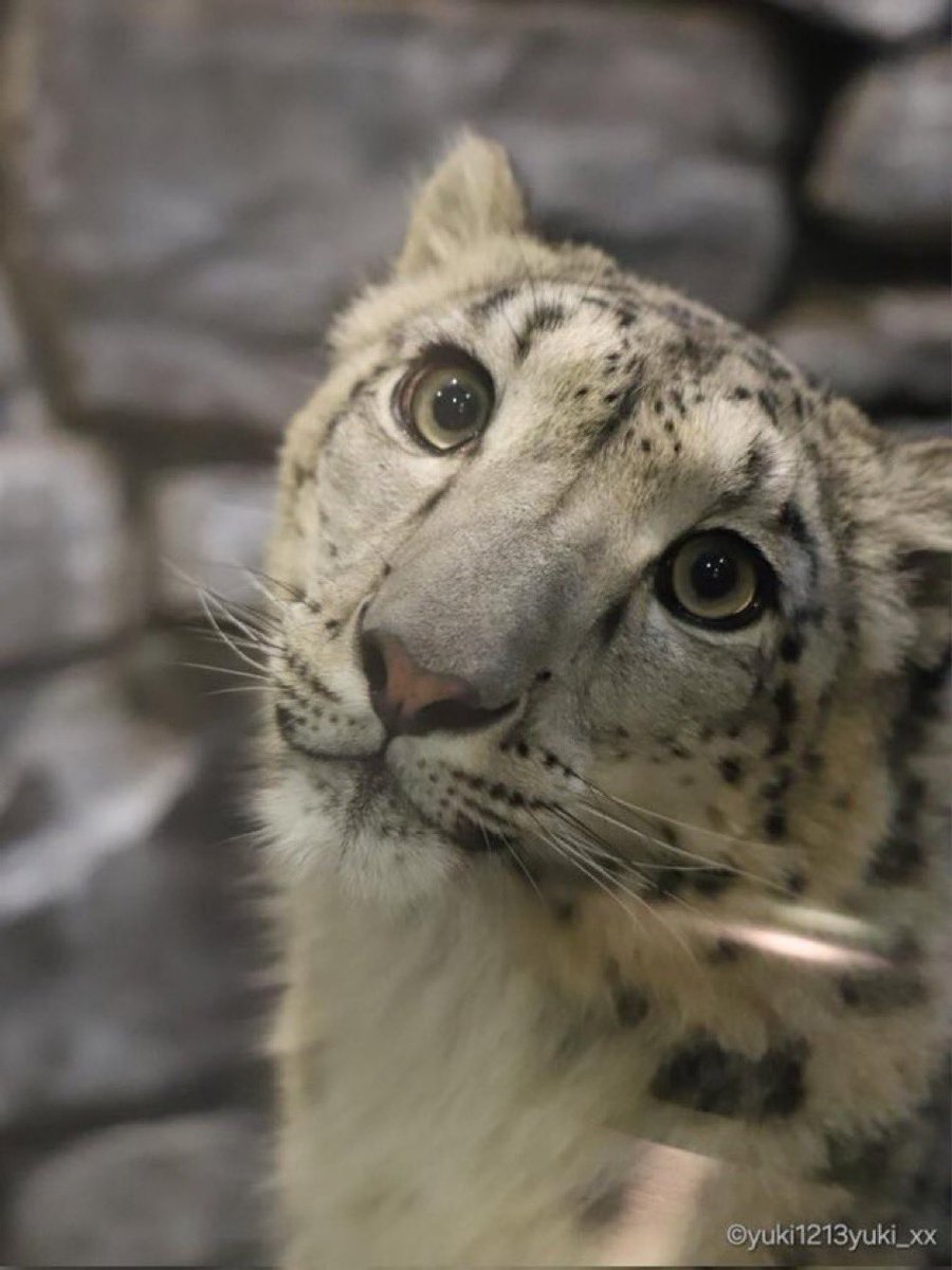 DAYLIGHT SAVINGS WAS MADE BY EVIL CORPORATION SO THAT WE’D HAVE ONE LESS HOUR TO ADMIRE SNEP PICTURES