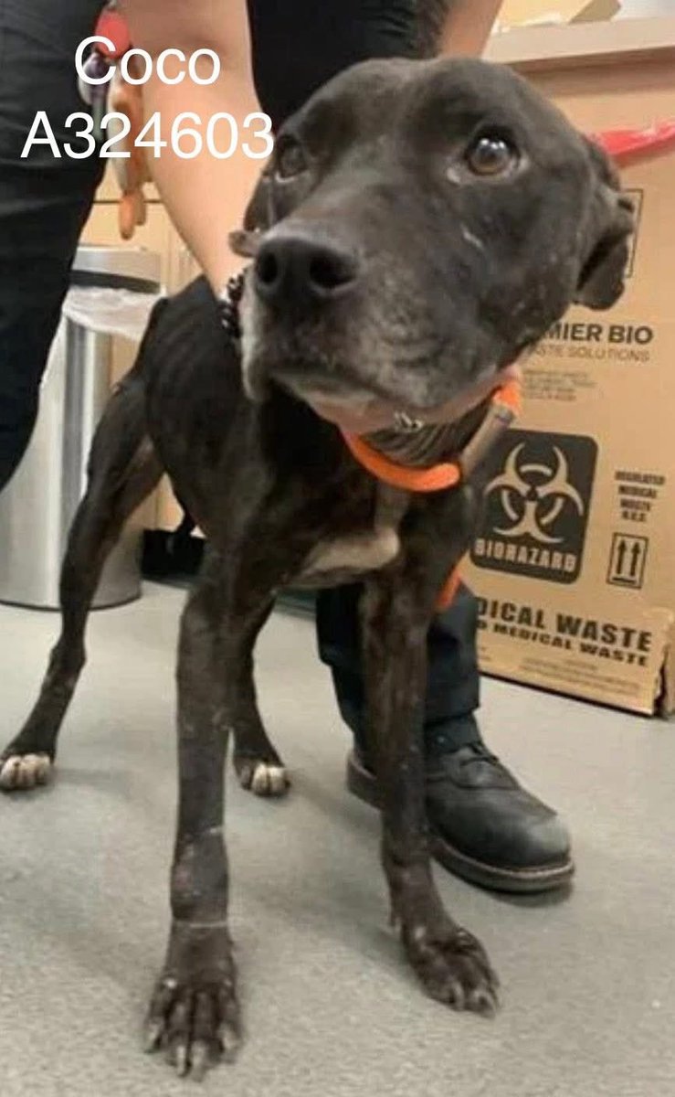 COCO #A324603 6yo
I look at this wee angel each day &amp; I can't believe no one has saved her!
Tender girl so cruelly treated,sores,little ribs protruding from her whisper thin frame,so 💔
She still looks at u with loving eyes!
Plz #Adopt #Foster or #Pledge4Rescue 
#CorpusChristi