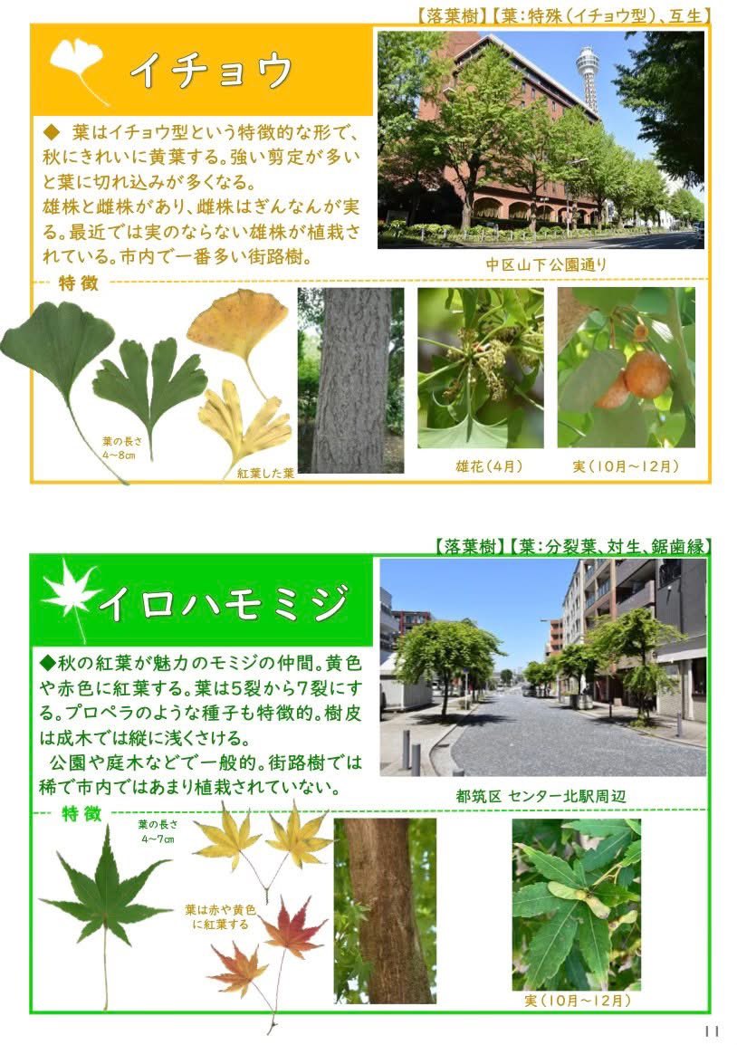 横浜市役所道路局施設課さんが制作した『横浜市街路樹ハンドブック』を監修しました。横浜市内の主要な街路樹を網羅したハンドブックで、街路樹をもっと知ってねという横浜市職員さんの愛がこもってます。写真と原稿は職員さん。ここからDLできますのでよかったらどぞ！

city.yokohama.lg.jp/kurashi/machiz…