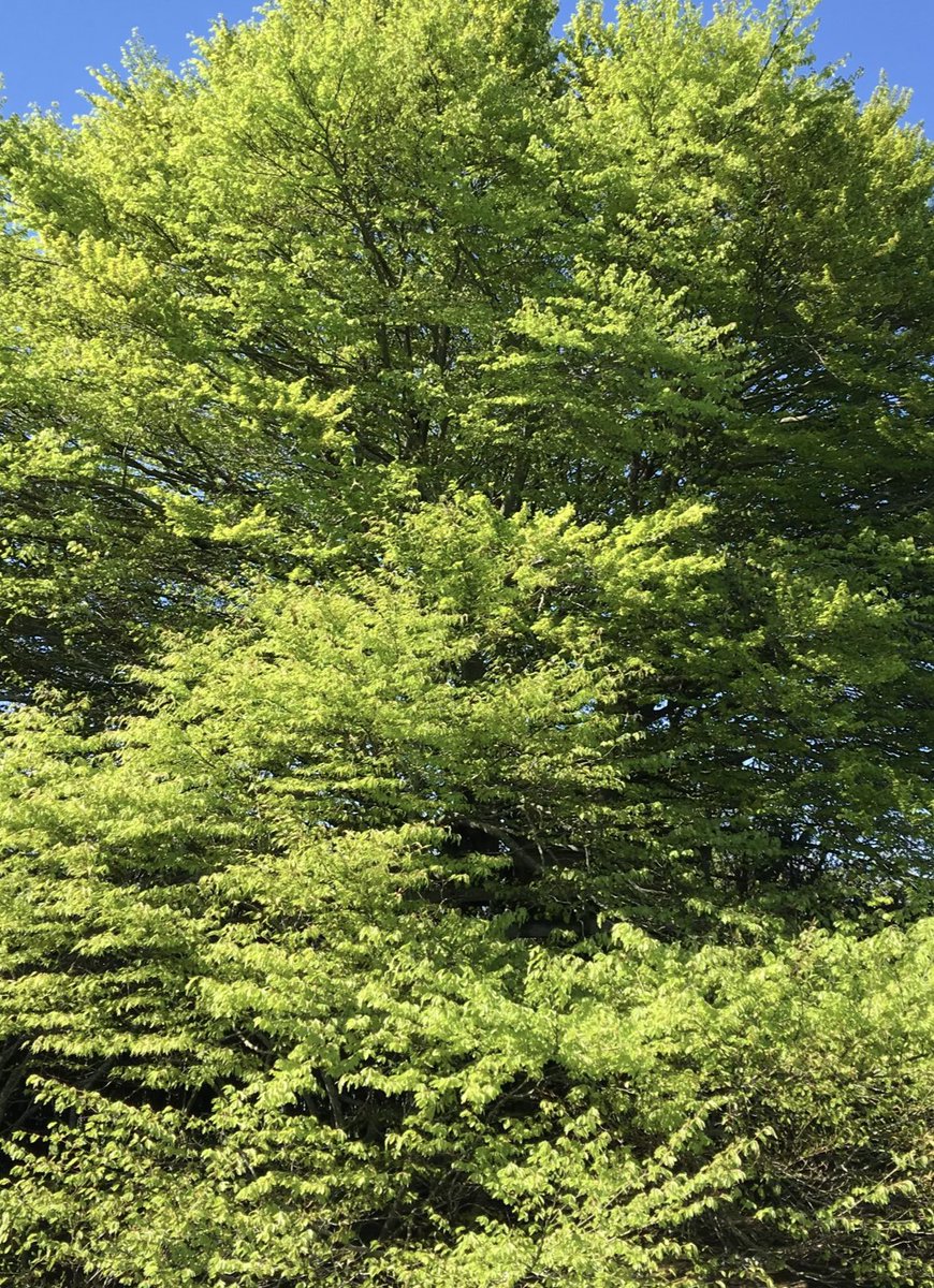 Sixto Porras tweet media