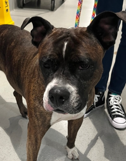 NMBewitched's tweet image. #TuesdayTruth 
#FostersSaveLives 

Pardon moi, my vision is a tad blurry; happy tears 

Sheba Love was #Rescued🎉🥹 
Thank you #Foster &amp;amp; #Rescue 
@TAPNYACC will post detials 

Village, tysvm🙌😚
There is nothing like seeing a #LongStay walk out of #NYCACC