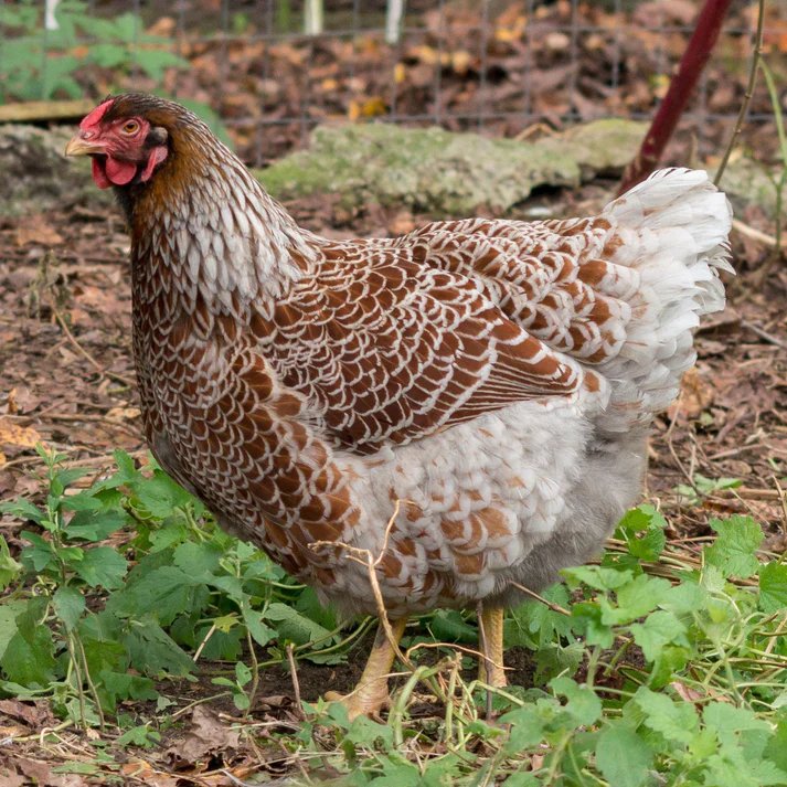 We all have the one that got away and haunts us forever 

Blue Red Laced Wyandotte please come back I love you sm
Why are you so hard to order, why cant I quit you